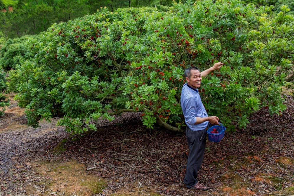 荒山变“花果山”,村民在采摘杨梅,露出幸福笑容。张亮珍摄